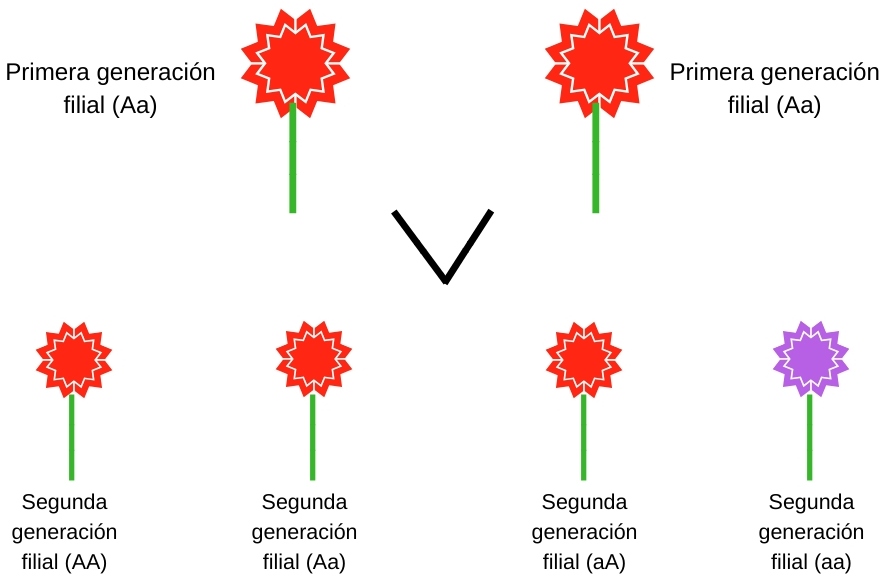 Leyes de Mendel: cuáles son y ejemplos - Significados